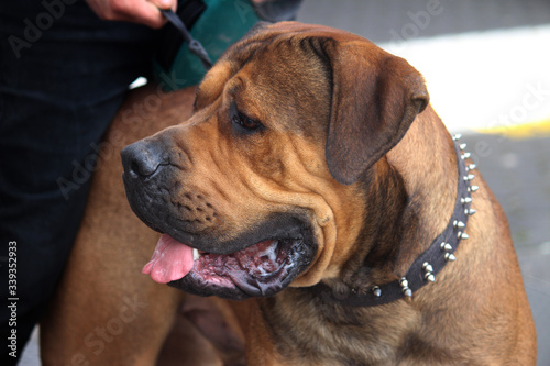 Close up of a south african mastiff dog. The dog is on a lead and being heald by its owner