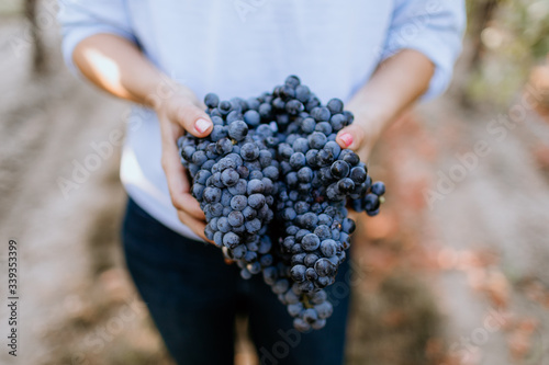 Female winemaker holds grape clusters in vineyard. 