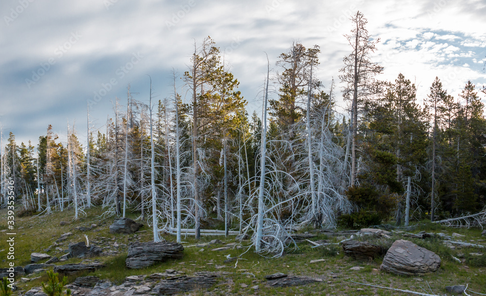Dead White Fir Trees Near Grand Geyser, Upper Geyser Basin, Yellowstone National Park, Wyoming, USA Dead White Fir Trees Near Grand Geyser, Upper Geyser Basin, Yellowstone National Park, Wyoming, USA