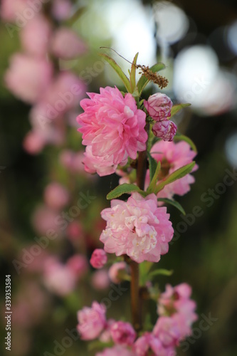 paysage d'un jardin fleuri au printemps