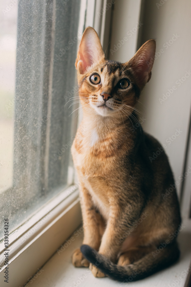 Abyssinian kitten sitting in a window