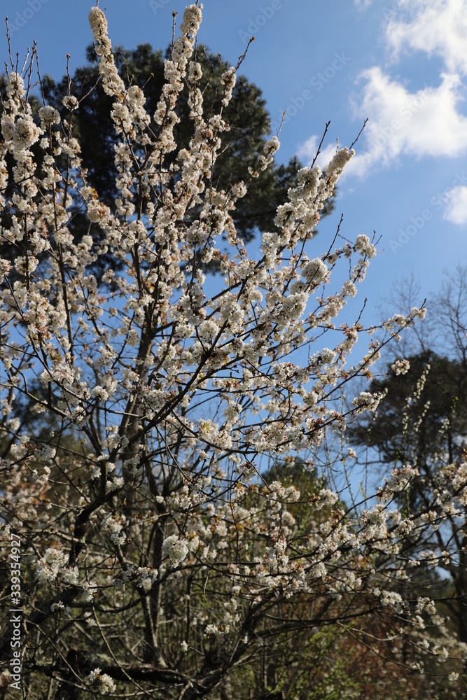 paysage au printemps cerisier en fleurs