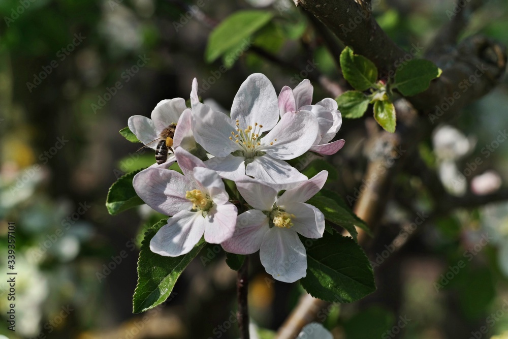blossoming of apple trees 2 blossoming of apple trees 2