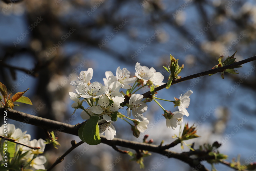 paysage au printemps cerisier en fleurs