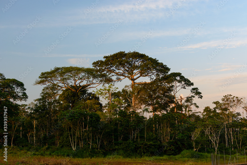 Obraz premium Arboles gigantes