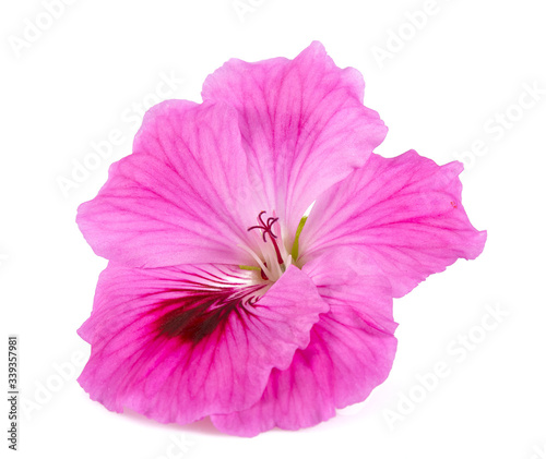pink geranium flower isolated on white background photo