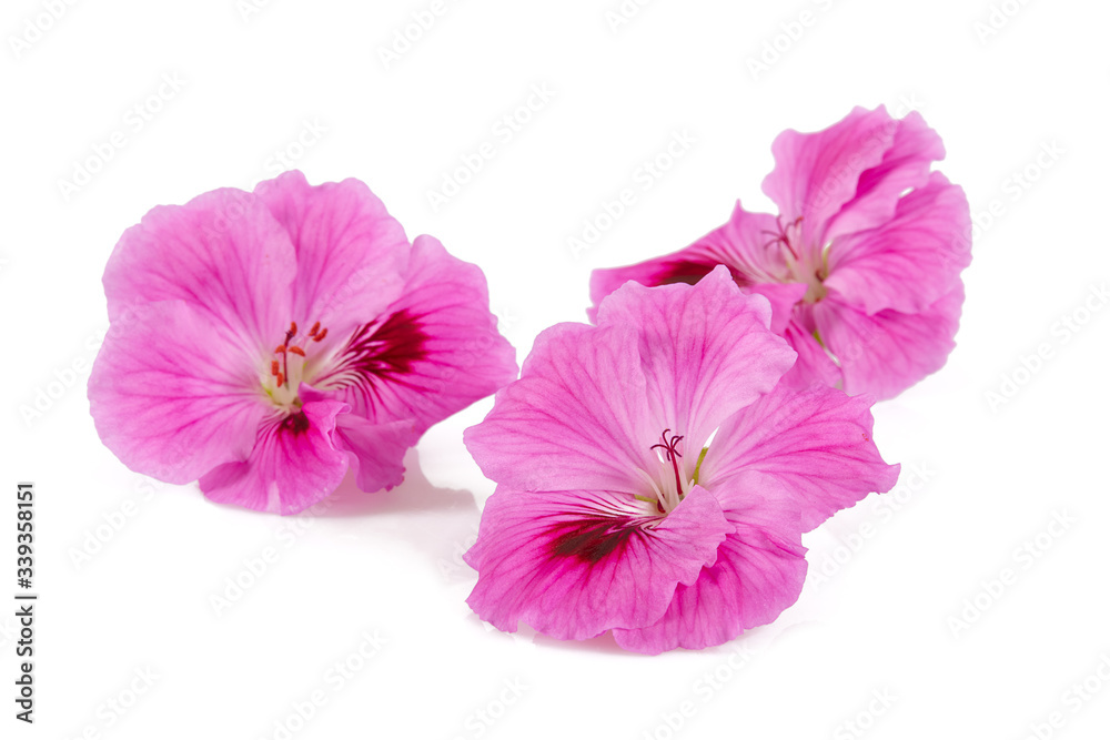 beautiful pink flower beautiful pink flower