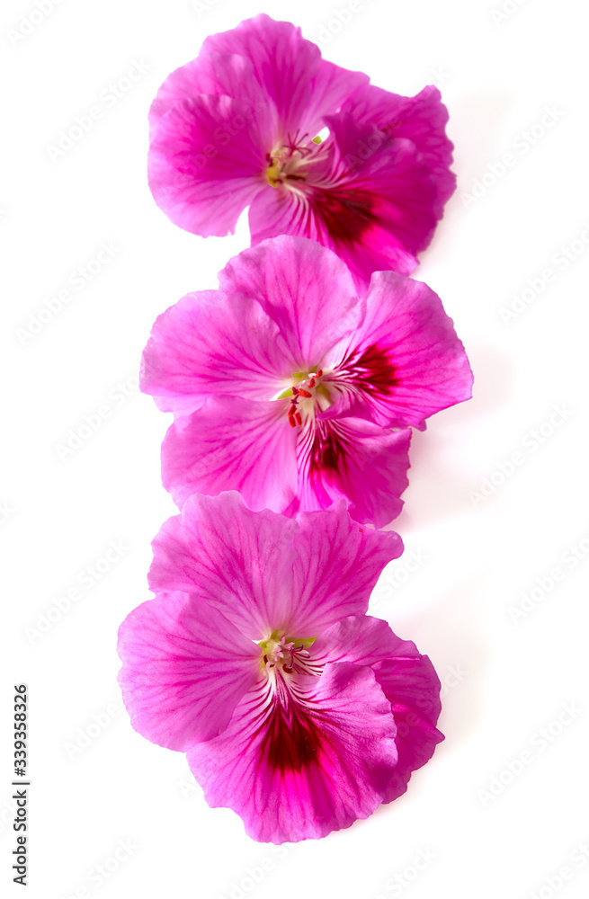 pink geranium flower isolated on white background