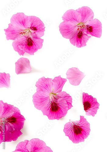 pink geranium flower isolated on white background