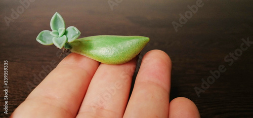 small plant in hand, representing that as long as there is life, there will be hope.

