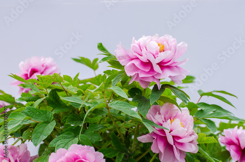 Rich Peony Flowers in Spring