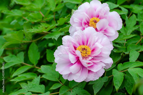 Rich Peony Flowers in Spring