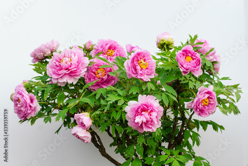 Rich Peony Flowers in Spring