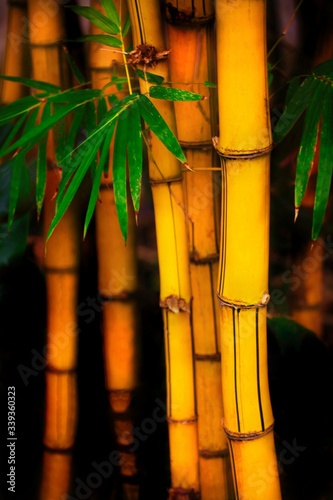 Fotografia Close-up Of Bamboos On Field