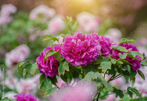 Rich Peony Flowers in Spring