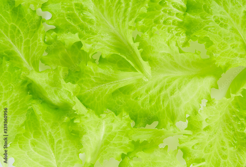 fresh lettuce close up fresh lettuce close up