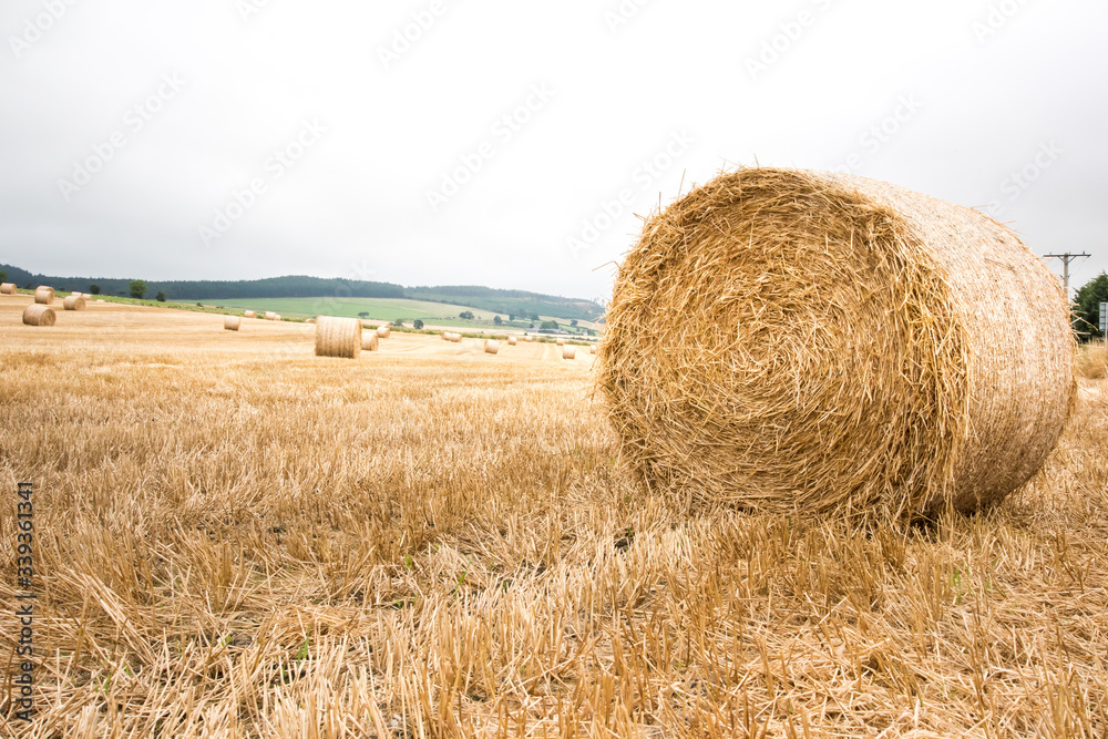 Big yellow field after harvesting. Mowed wheat fields under beautiful blue sky and clouds at summer sunny day. Converging lines on a stubble wheat field.