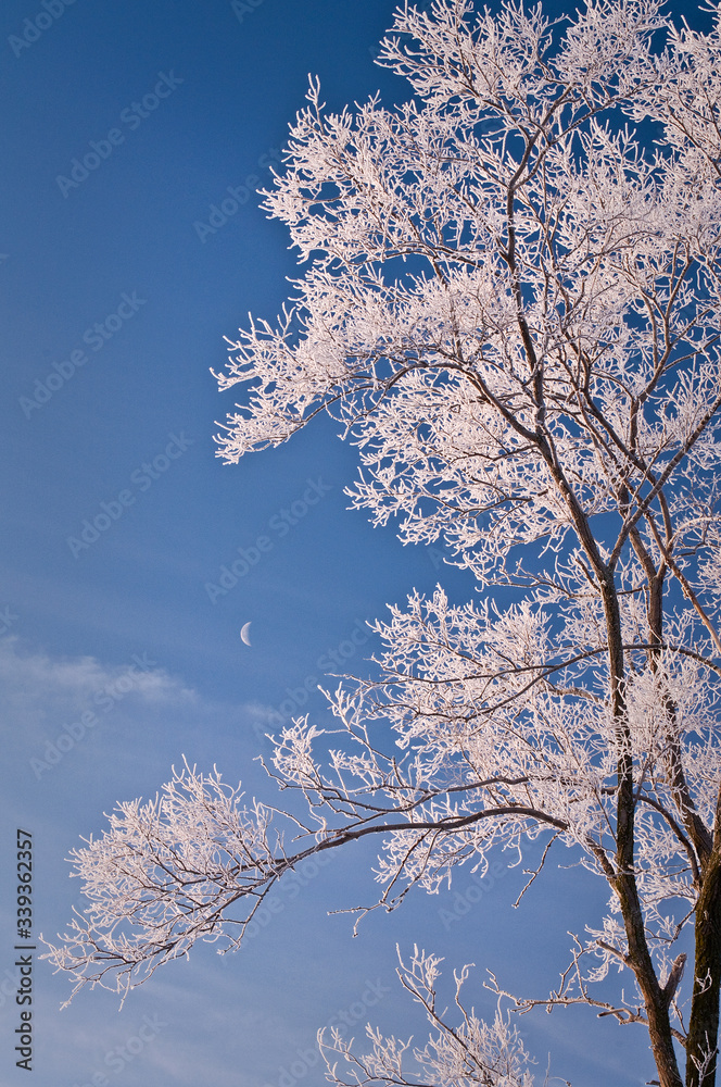 A glowing hoarfrost covered tree and crescent moon at sunrise.