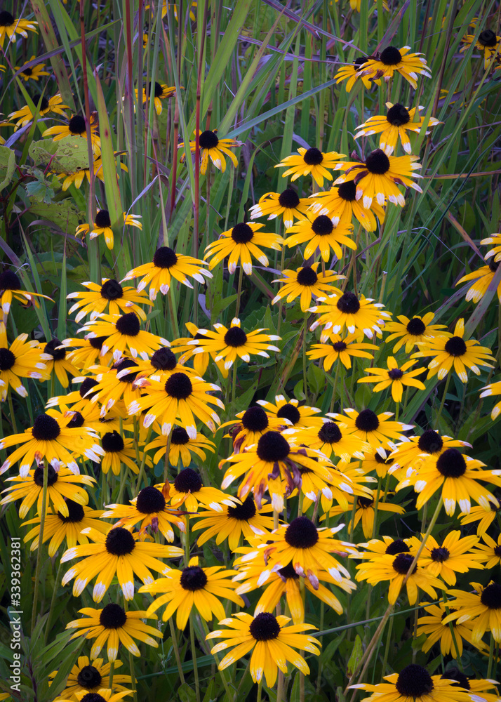 Black-eyed susan and prairie grasses mix together to create a natural bouquet of native wildflowers