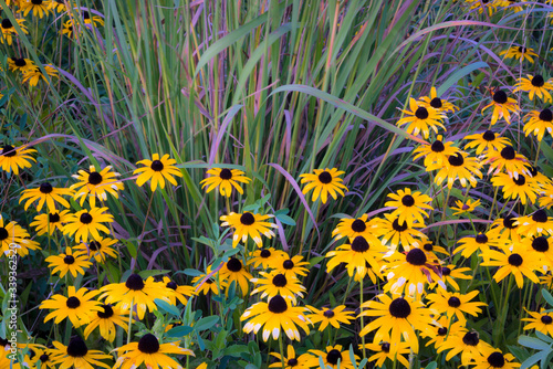 Black-eyed susan and prairie grasses mix together to create a natural bouquet of native wildflowers photo