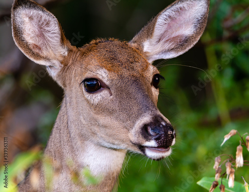 doe gazing at the camera at tifft nature preserve buffalo ny photo