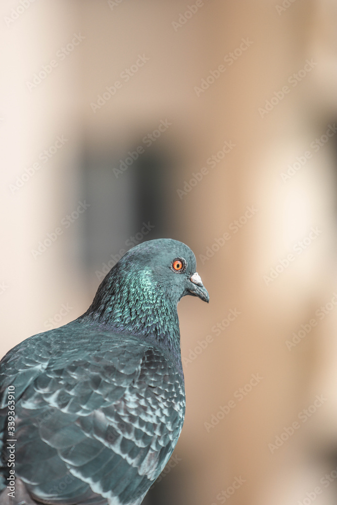 Pigeon Pigeon