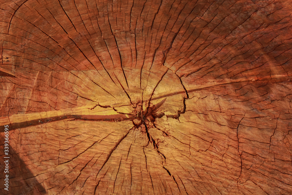 Cut tree trunk. Wood texture. Close-up. Nature background. Trunk with pattern lines to the center.