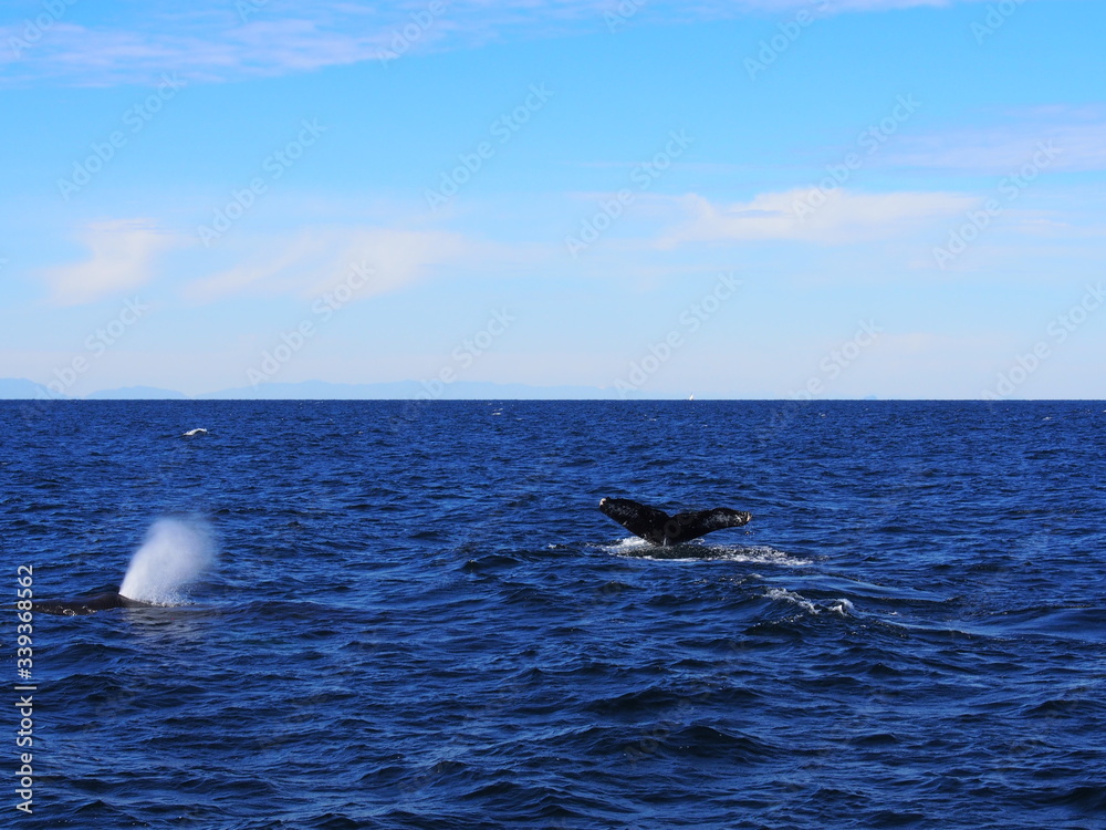 Fototapeta premium Humpback Whales in Strait of Georgia, CA