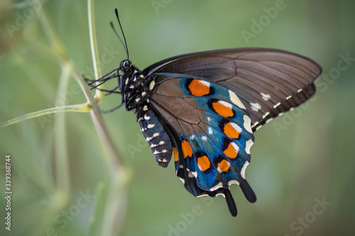 Pipevine Swallowtail