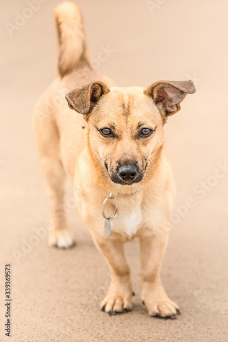 Cute brown puppy on a beach in Scotland - pet (dog) photography © lukasz_kochanek