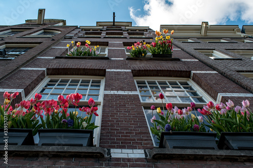 Fototapeta Naklejka Na Ścianę i Meble -  A wide angle, upward view of flowering window boxes on the side of an apartment building as tulips usher in spring in Amsterdam