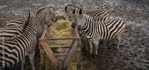 Herd of zebras standing on dirty land near feeder with hay in enclosure. Striped zebras eating hay in preserve park.