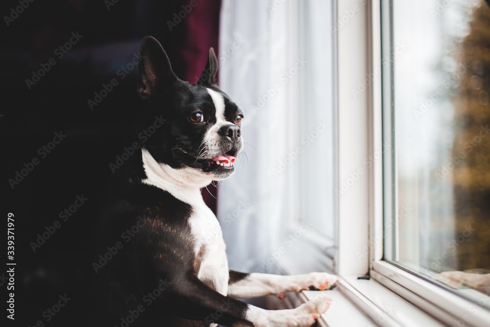 Boston terrier dog looking out of a window