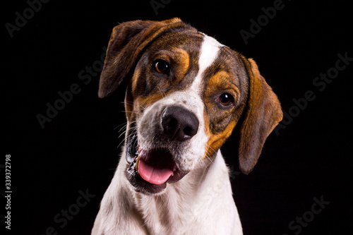 Retrato de perro tomada en estudio fotográfico curioso atento alerta © John