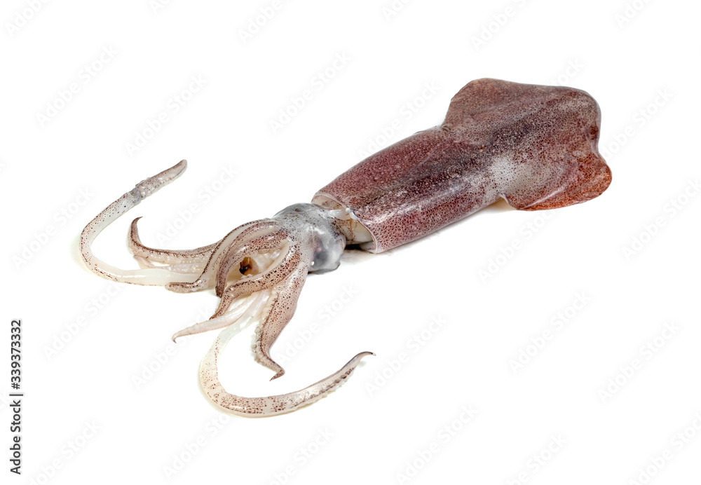 Obraz premium squid isolated on white background