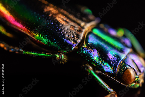 close up of a jewel beetle