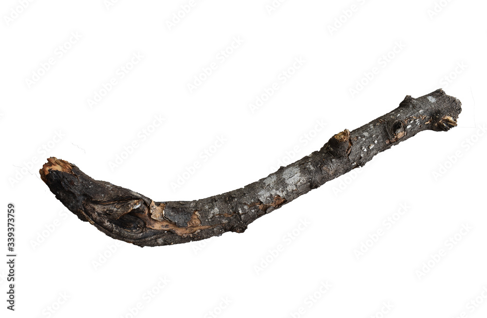 dead tree bark