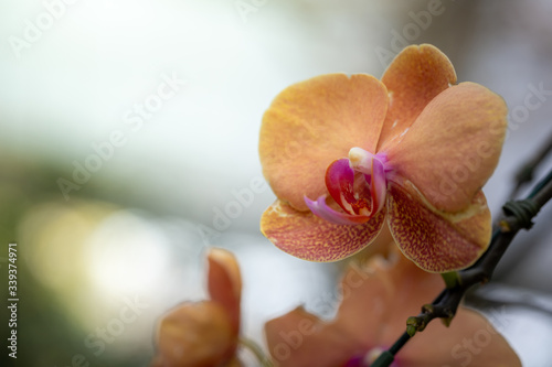 Beautiful blooming orchids in forest