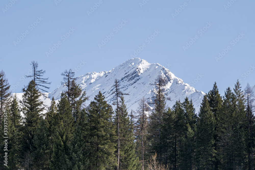Obraz premium close-up view of the mountain peak with trees and snow on it sunny spring day.