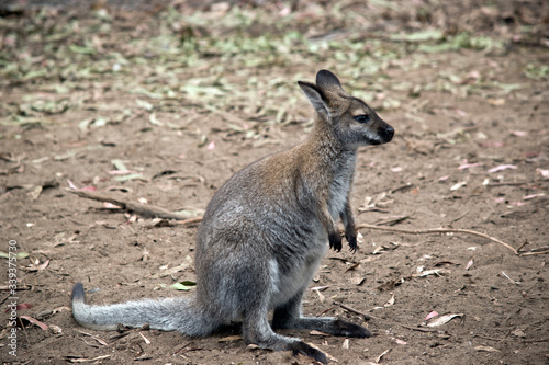 this is a side view of a red neck wallaby