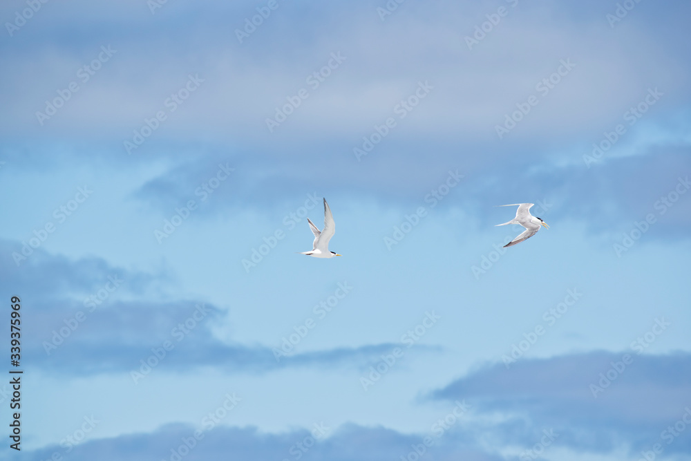 the terns are flying in the clouds the terns are flying in the clouds