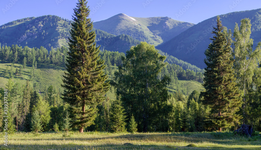 Summer landscape, forest and mountain peaks