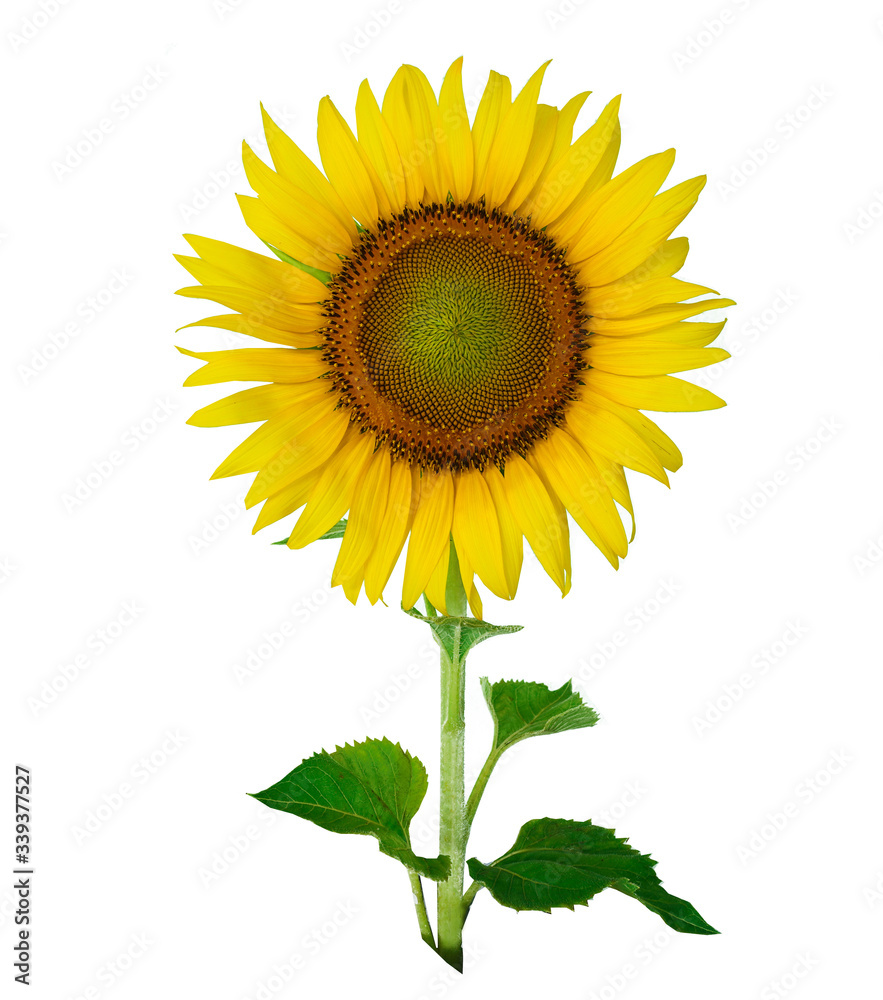 Fototapeta premium Beautiful sunflower isolated on white background.