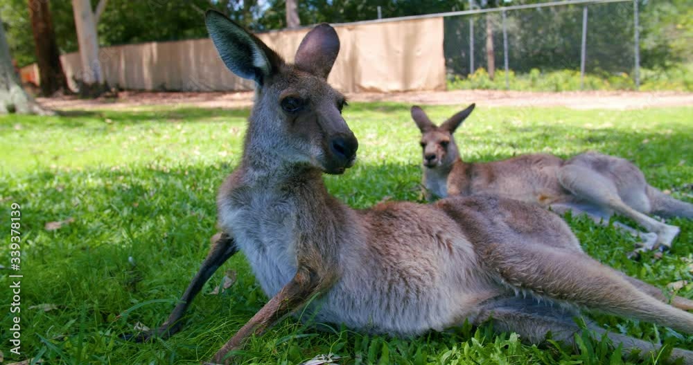 Wallaby Spotted Resting On The Grass Field At Lone Pine Koala Sanctuary In Brisbane, Queensland - Closeup Shot Wallaby Spotted Resting On The Grass Field At Lone Pine Koala Sanctuary In Brisbane, Queensland - Closeup Shot