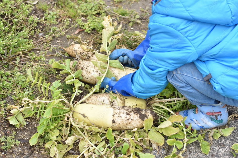 Naklejka premium だいこん