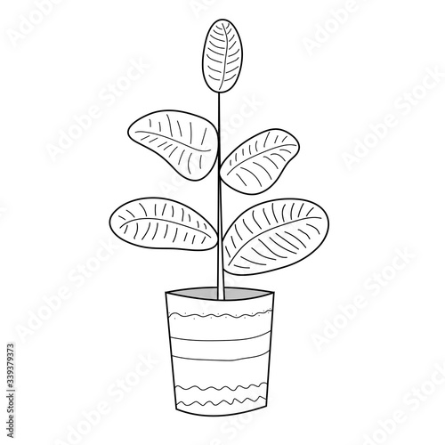 Ficus - hand drawn houseplant in a pot on a white background. Vector image.
