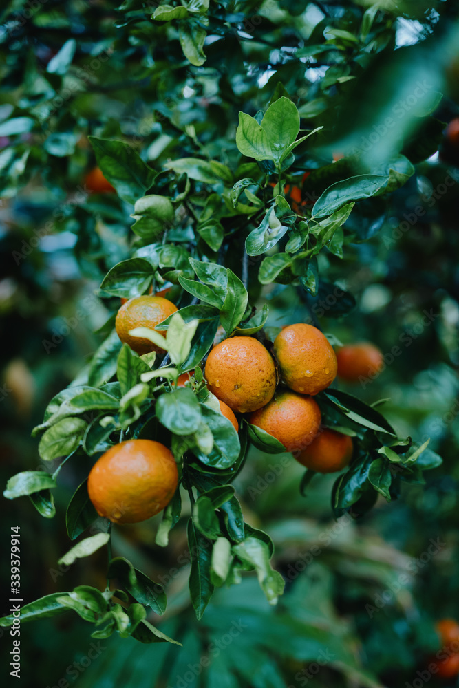 Tangerines Fruiting on the Tree