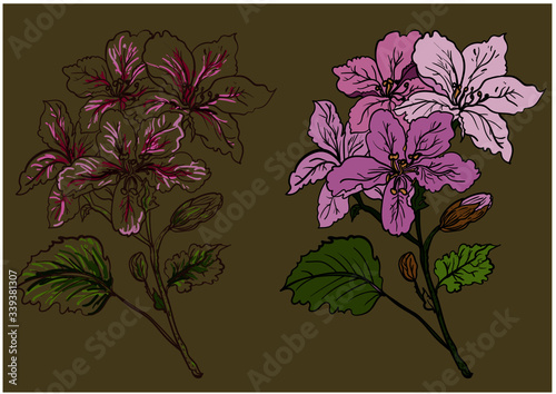 Hand drawn topical flower isolate and colorful on white background.coloring books Pelargonium graveolens flower.