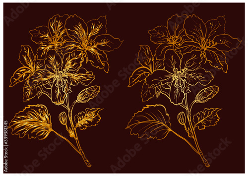 Hand drawn topical flower isolate and colorful on white background.coloring books Pelargonium graveolens flower.