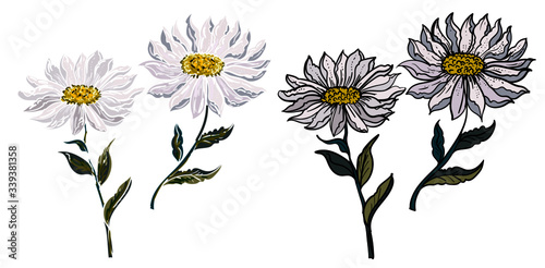 Hand drawn topical white flower isolate and colorful on white background.privileged flower or Daisy flower black and white coloring book.